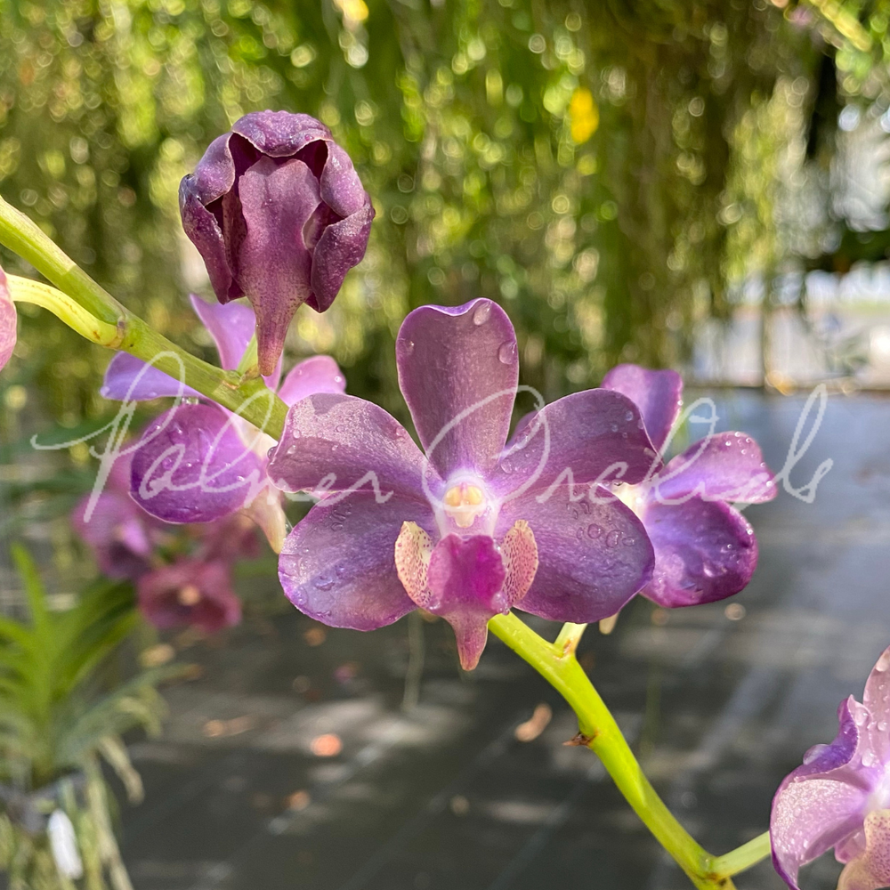 Vanda brunnea x tessellata x lawrenceae — Palmer Orchids